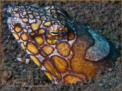 Napoleon Snake Eel (Ophichthus bonaparti) at Puri Jati, B... by Marco Waagmeester 